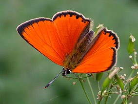 Scarce Copper male  Lycaena vigauraea © John Muddeman